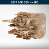 Phoenix Oyster | Grow Kit