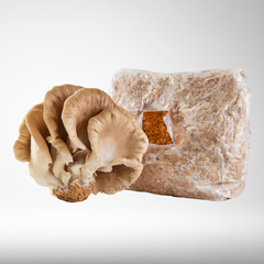 Raglan Oyster | Grow Kit