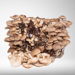 Shiitake | Grow Kit