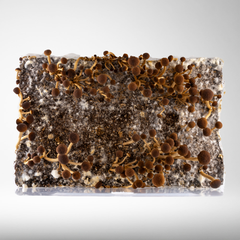 Mushroom Master | Ready-to-Inoculate