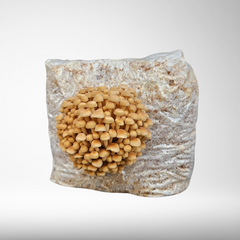 Golden Enoki | Grow Kit