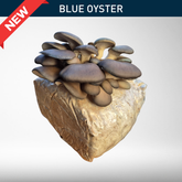Blue Oyster | Grow Kit