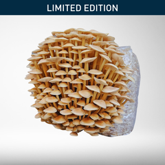 Golden Enoki | Grow Kit