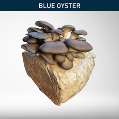 Blue Oyster | Grow Kit