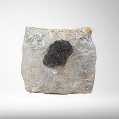 Blue Oyster | Grow Kit