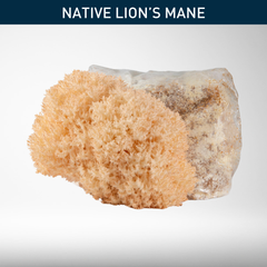 Pekepeke-Kiore (Native Lion's Mane) | Grow Kit