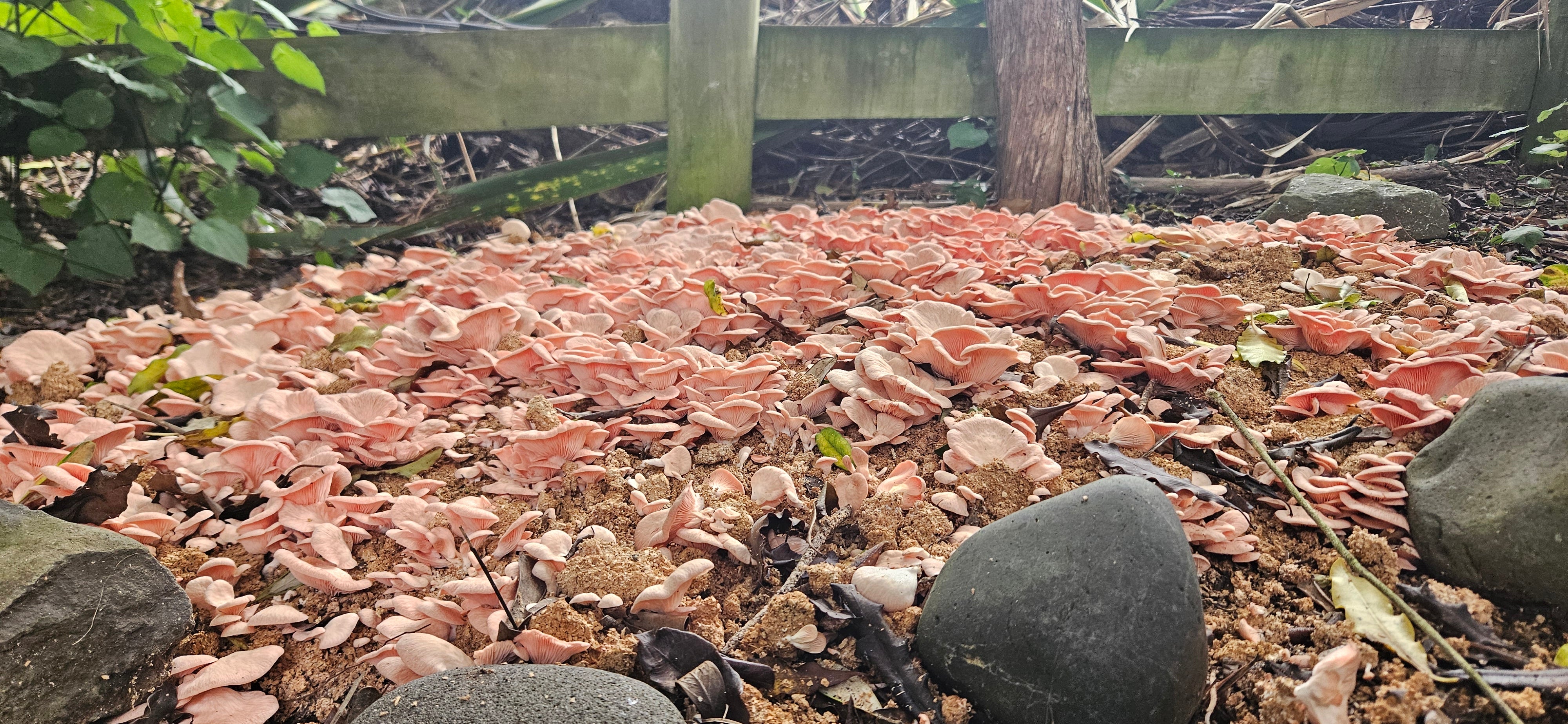 Oyster Mushroom | Outdoor Patch (Limited Edition)