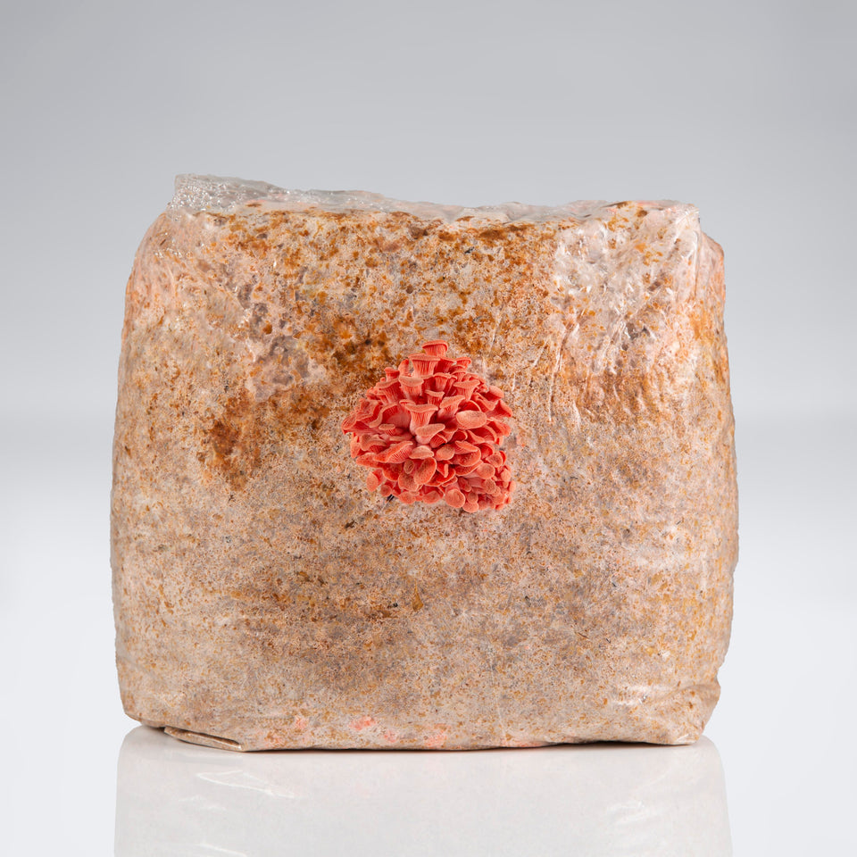Pink Oyster Mushroom Sprouts