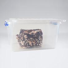Load image into Gallery viewer, Shiitake Mushroom Tub

