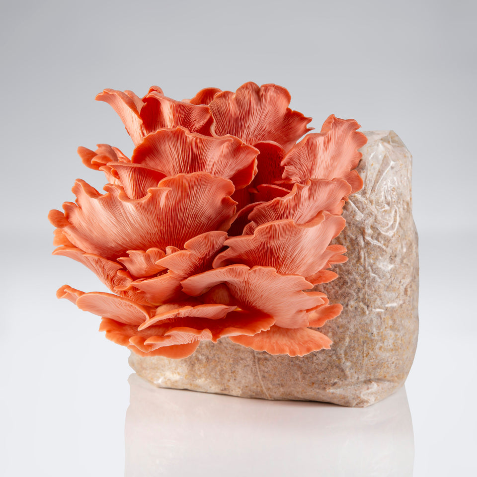 Pink Oyster Mushroom