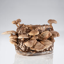 Load image into Gallery viewer, Shiitake Mushroom Grow Kit
