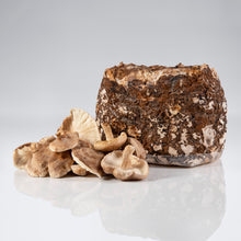Load image into Gallery viewer, Shiitake Mushroom Harvest
