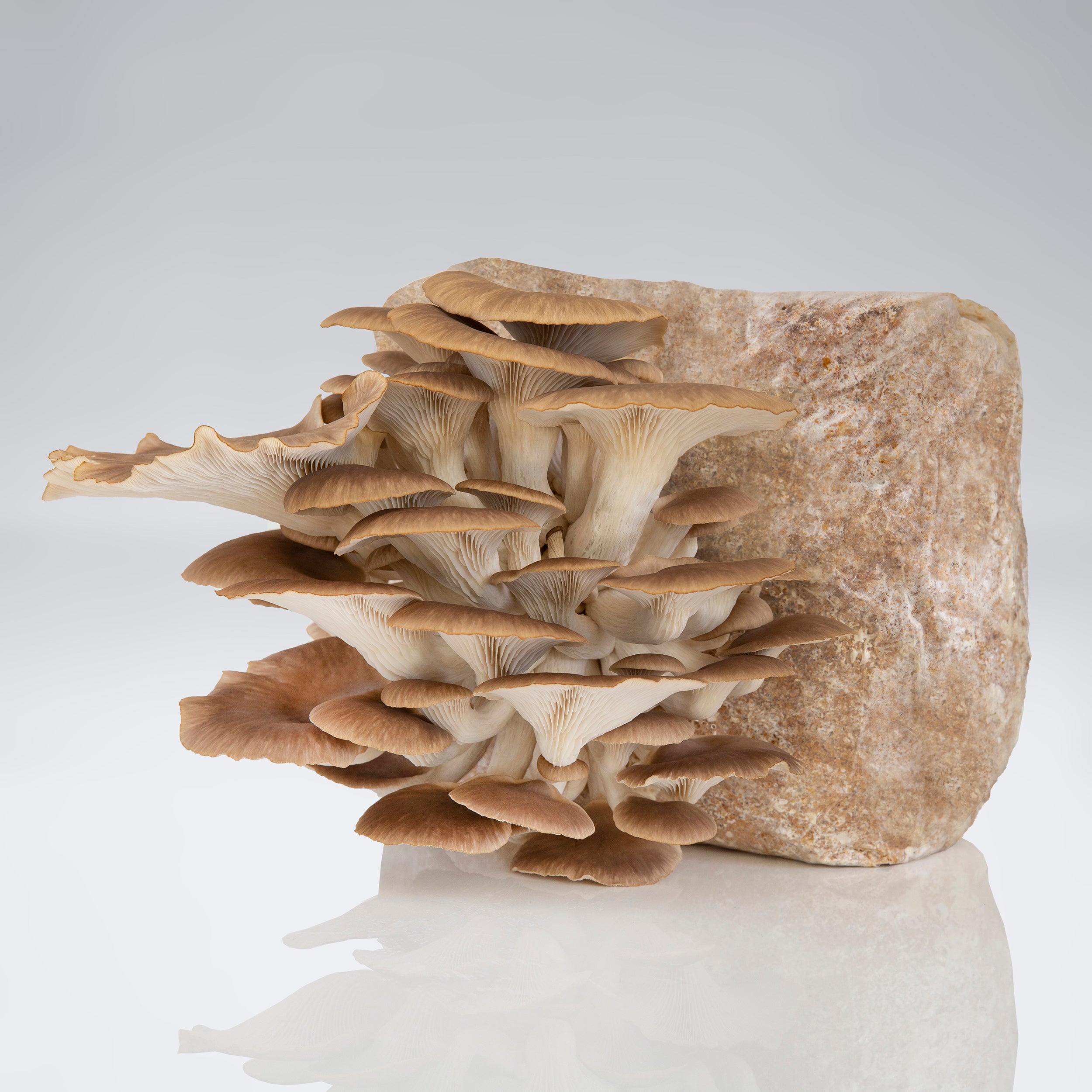 Phoenix Oyster Mushroom Mushroom Grow Kit Raglan, NZ Mushrooms by