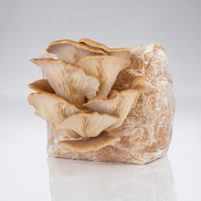 Load image into Gallery viewer, Raglan Oyster Mushroom
