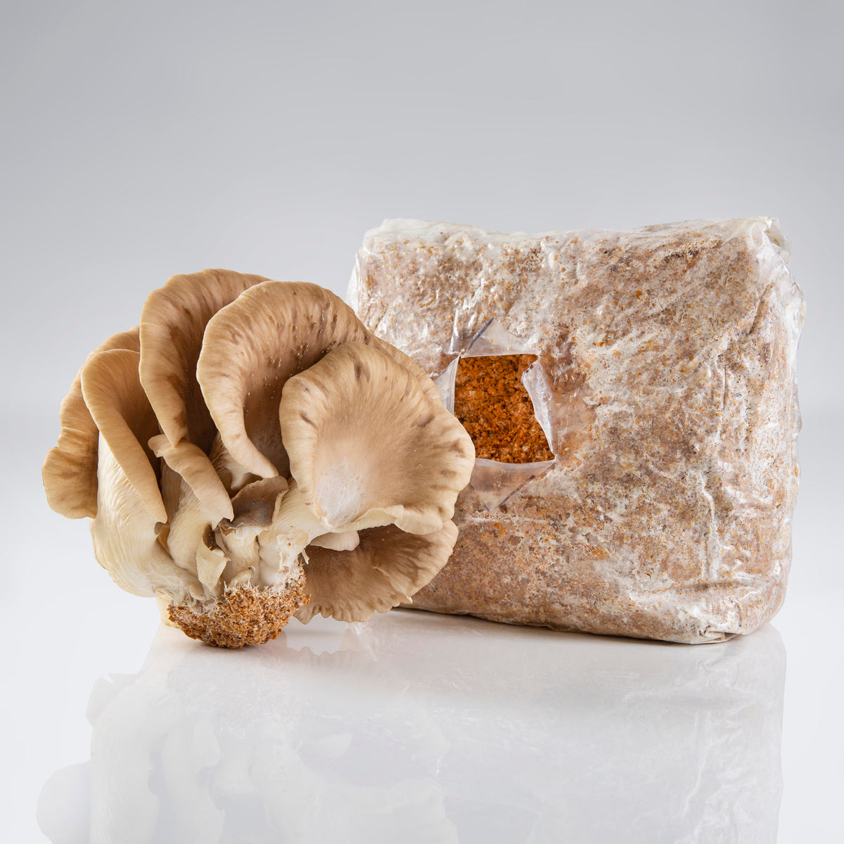 Raglan Oyster Mushroom Harvest