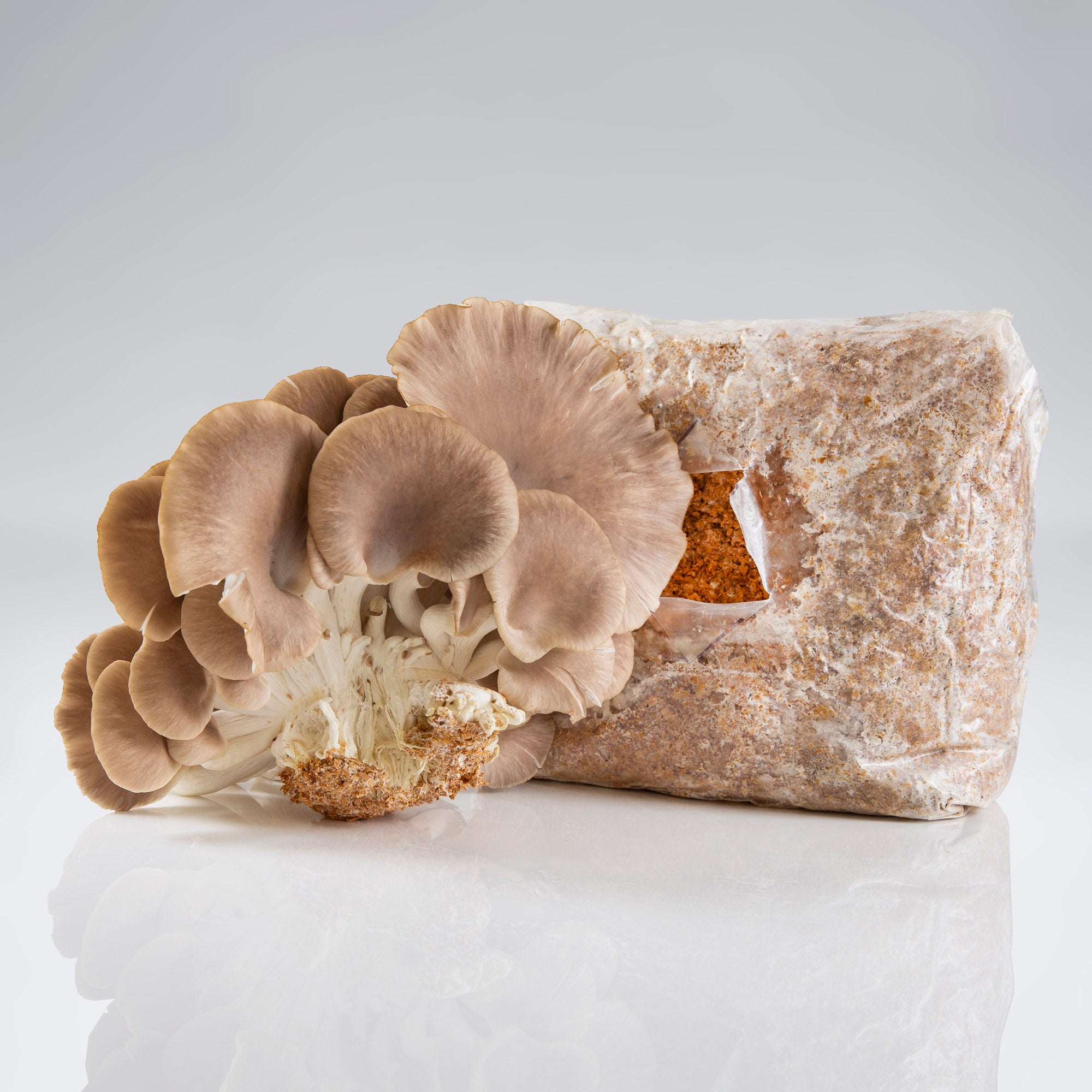 Phoenix Oyster Mushroom Mushroom Grow Kit Raglan, NZ Mushrooms by