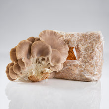 Load image into Gallery viewer, Pheonix Oyster Mushroom Harvest
