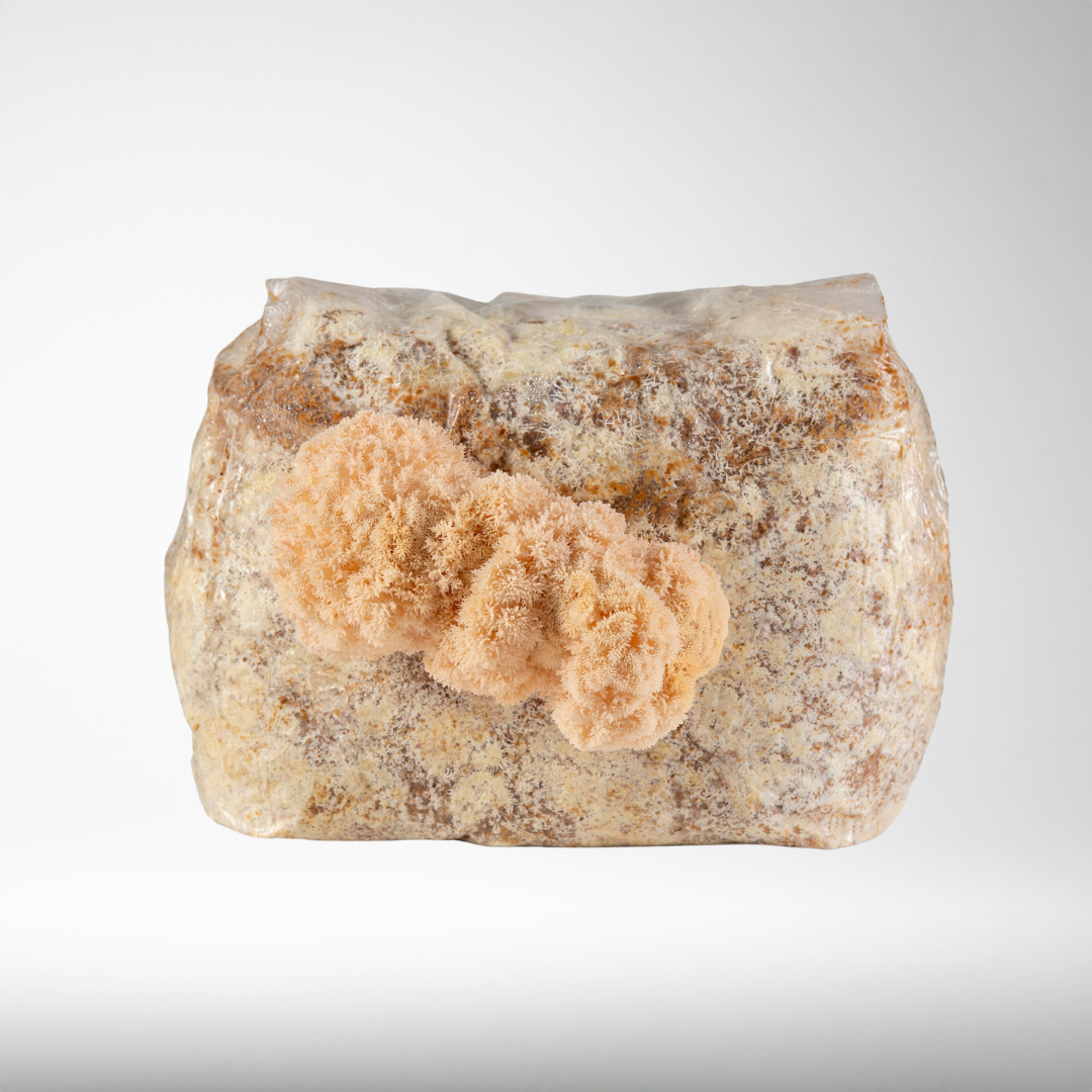 Pekepeke-Kiore (Native Lion's Mane) | Grow Kit