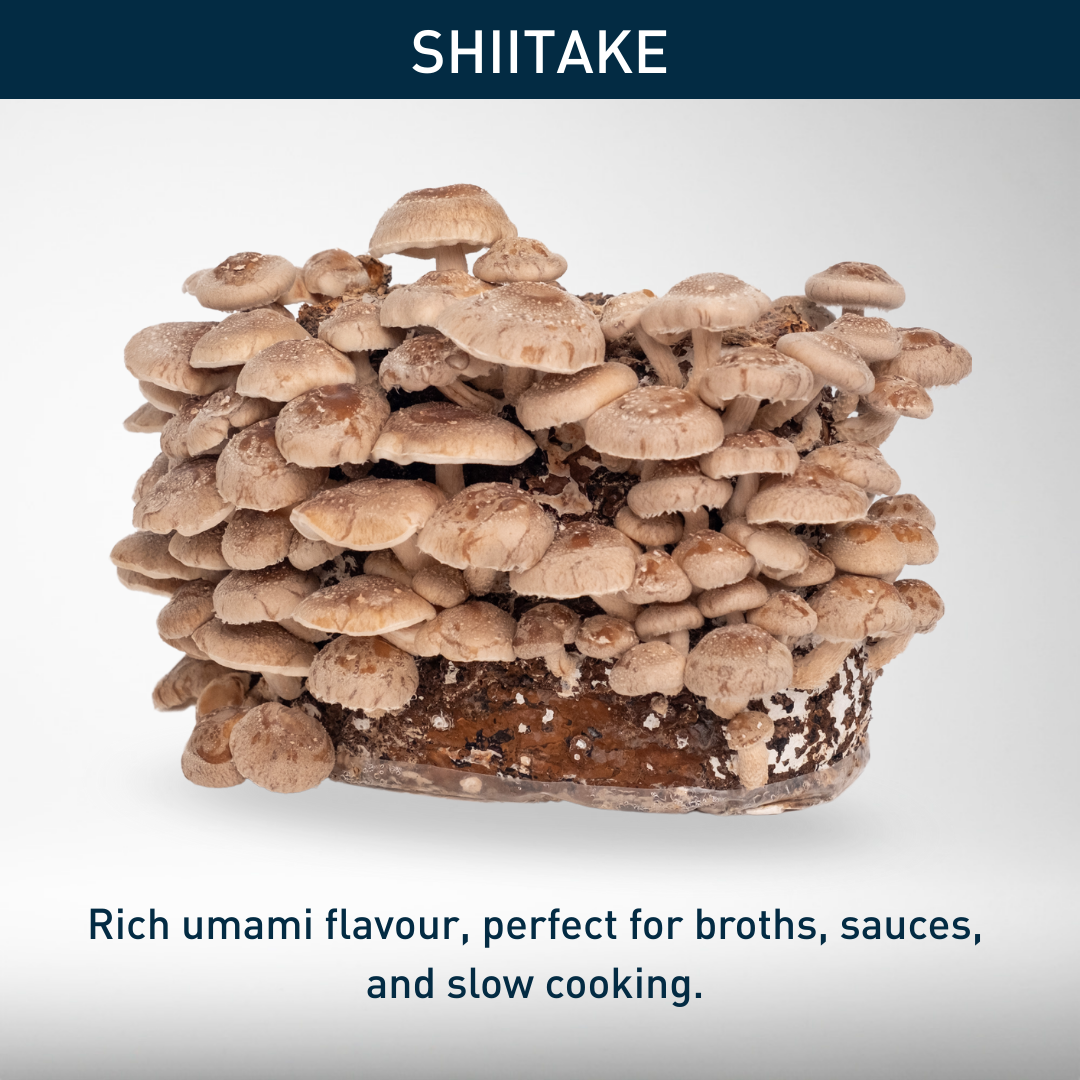 Christmas Delivery: Shiitake