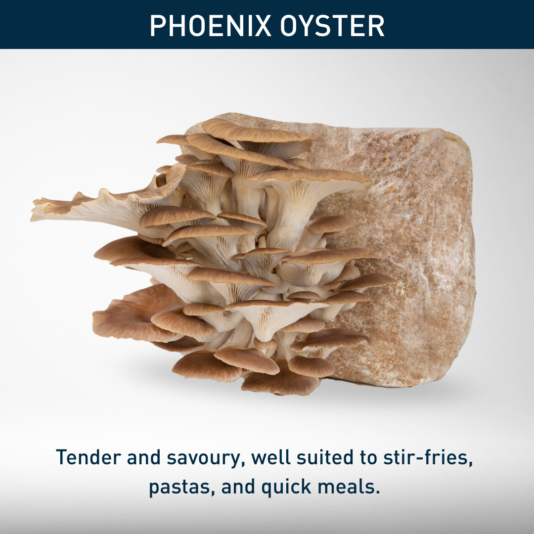 Christmas Delivery: Phoenix Oyster