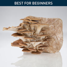 Load image into Gallery viewer, Phoenix Oyster Mushroom - Grow Kit
