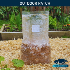King Stropharia: Outdoor Patch (Shipping 10th Oct)