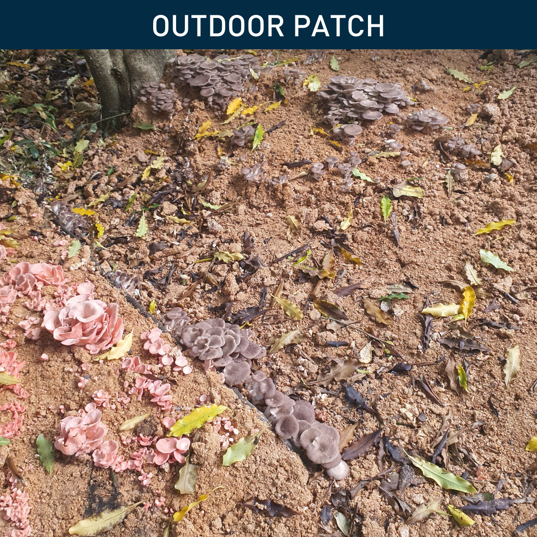 Oyster Mushroom | Outdoor Patch (Limited Edition)