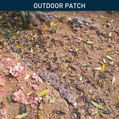 Oyster Mushroom | Outdoor Patch (Limited Edition)