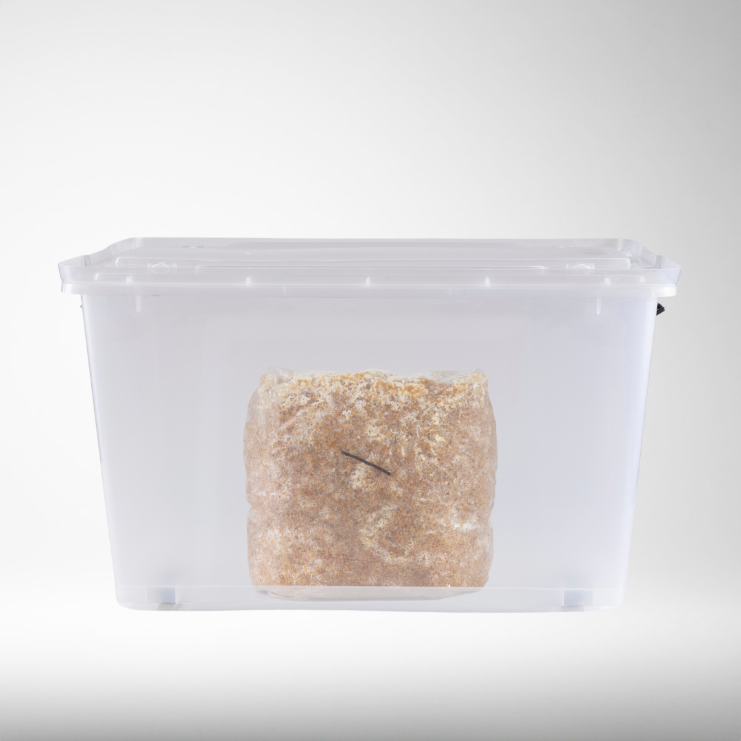Pekepeke-Kiore (Native Lion's Mane) | Grow Kit