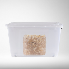 Pekepeke-Kiore (Native Lion's Mane) | Grow Kit