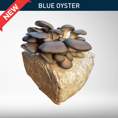 Blue Oyster | Grow Kit