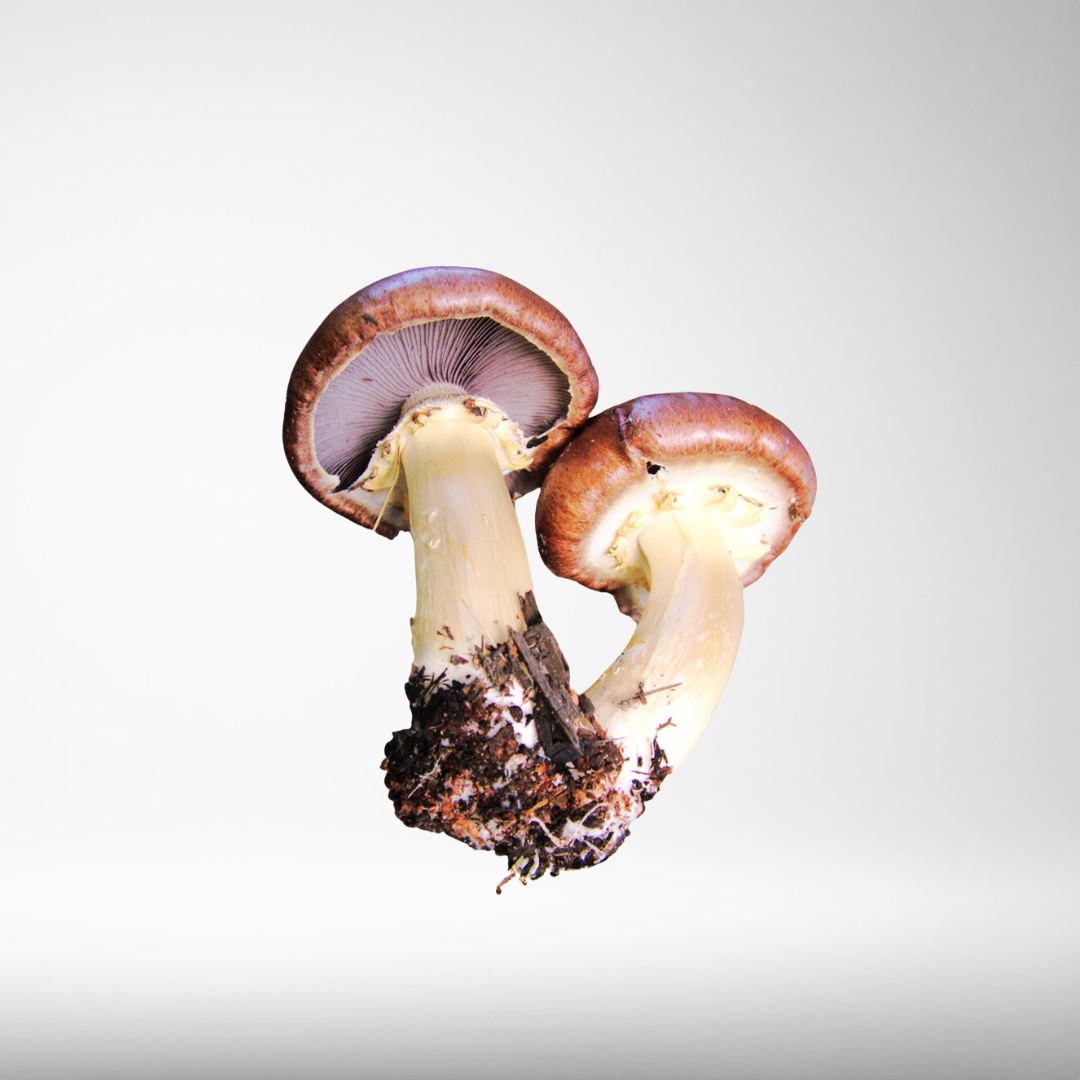 King Stropharia: Outdoor Patch (Shipping 10th Oct)