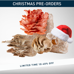 🎄 Christmas Grow Kit