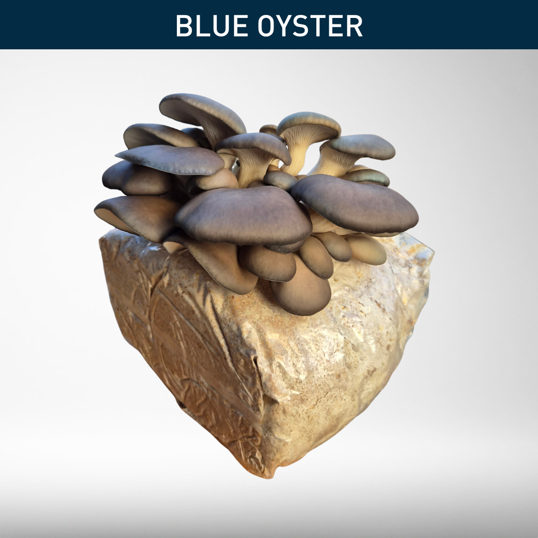 Blue Oyster | Grow Kit
