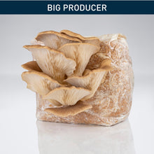 Load image into Gallery viewer, Raglan Oyster Mushroom - Grow Kit
